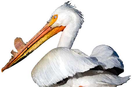 FRIENDS of Great Salt Lake - Our People