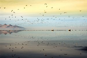 Uibel-Great_Salt_Lake