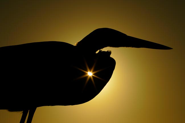 Heron Starburst by Art Morris.jpg heron-starburst-by_art-morris.jpg