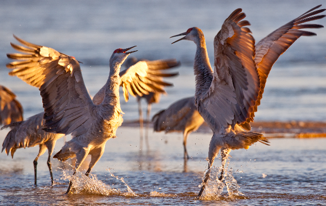 Dancers