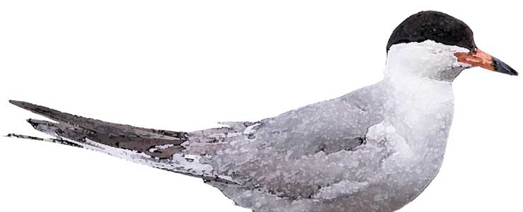 FRIENDS of Great Salt Lake - 2024 Issues Forum