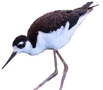 FRIENDS of Great Salt Lake - 2025 Legislative Session