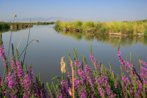 Great Salt Lake Watershed Enhancement Trust releases new project funding