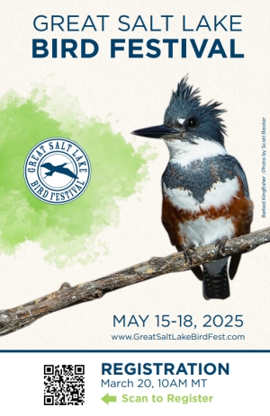 5/15 - 5/18: The Great Salt Lake Bird Festival