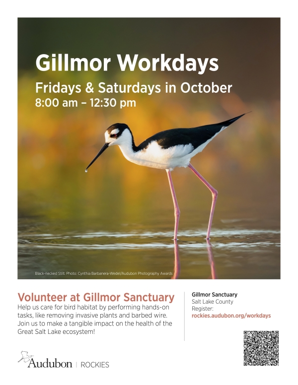 Gillmor Sanctuary Workdays with Audubon