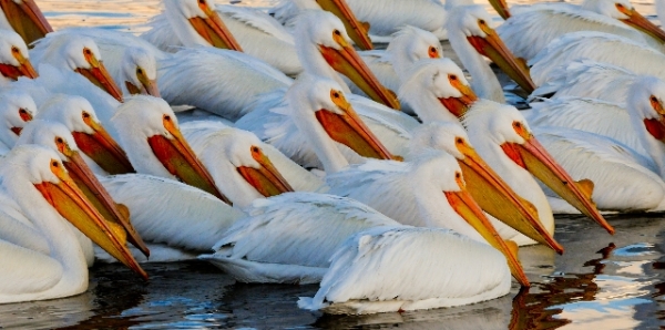 American White Pelicans return to nest at two Great Salt Lake islands for first time in years