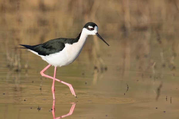 Black-necked Stilt. Photo: Mick Thompson