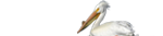 deco1.png