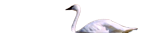 deco2.png
