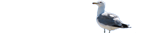 deco4.png